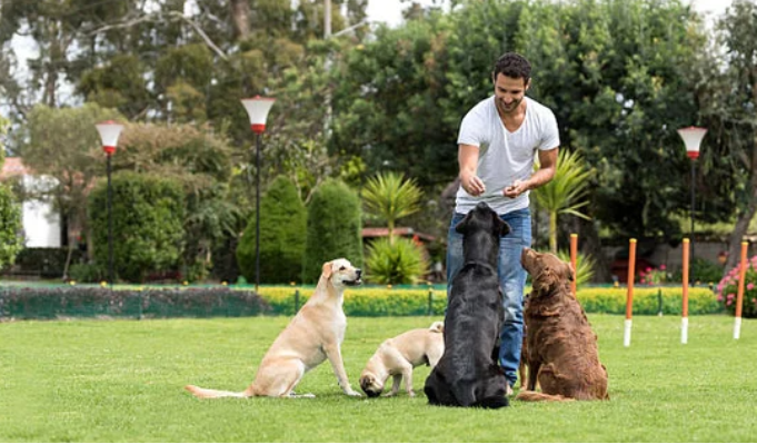 Why Group Dog Training Builds the Skills No Backyard Practice Session Ever Could